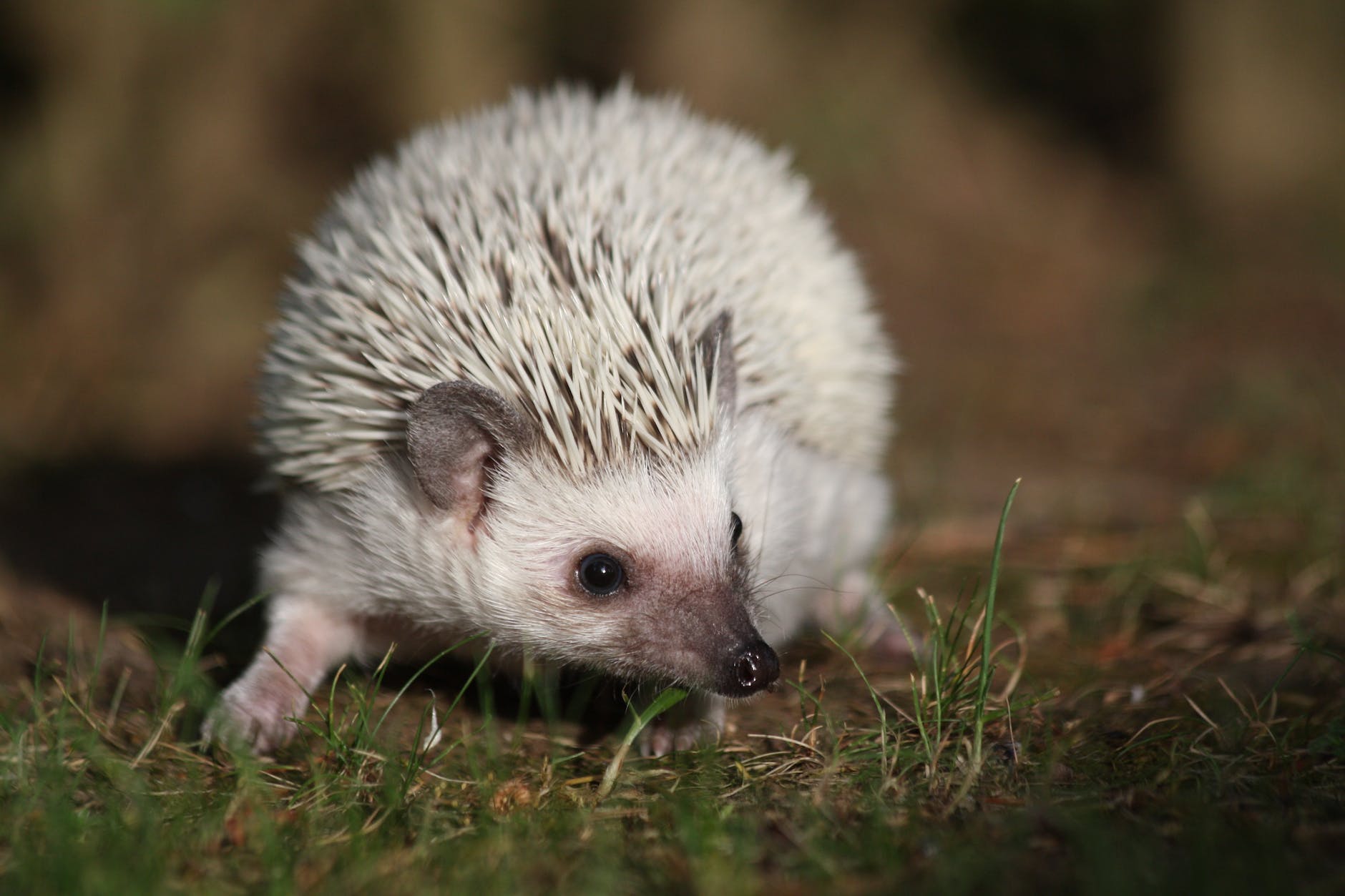 white hedgehog in grass