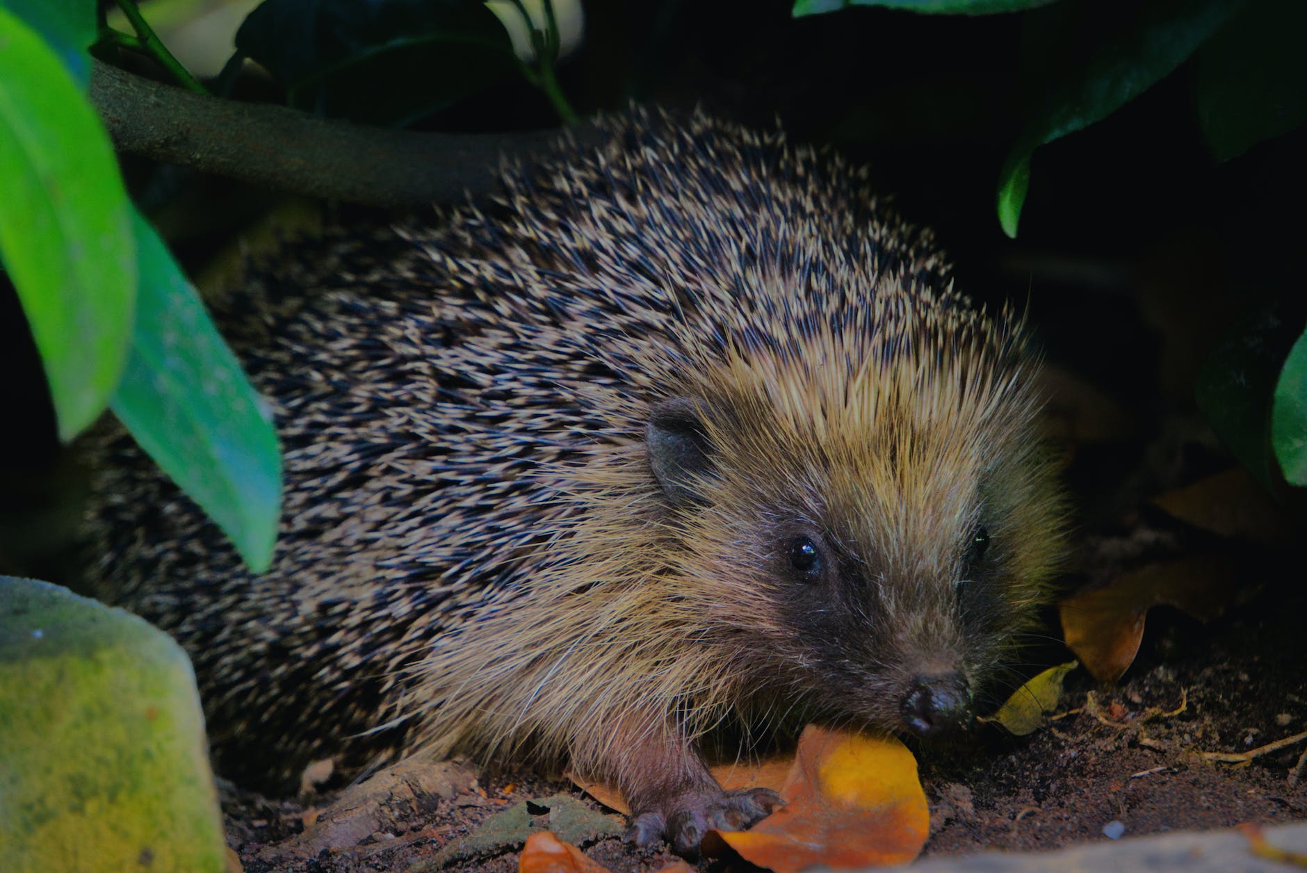 close up photo of yellow and black hedgehog